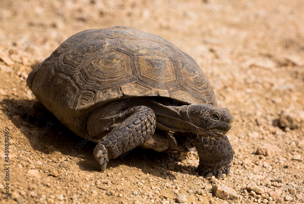 A desert tortoise is seen on a trail in Joshua Tree National Park A desert tortoise is seen on a trail in Joshua Tree National Park