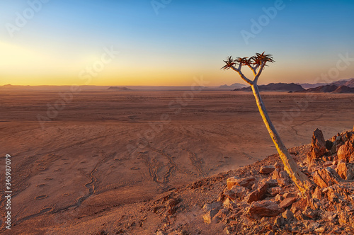 View of a quiver tree (Aloe Dichotoma) in front of the Namib desert, Namibia. The Namib is a coastal desert in southern Africa, and the name means "vast place". It is mostly uninhabited
