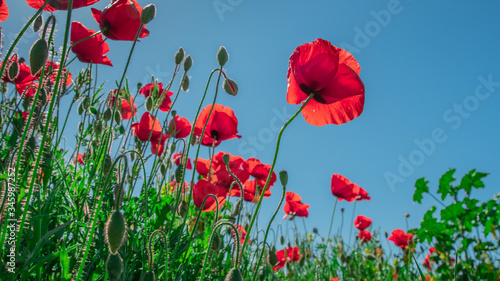Poppy and buds in a field with blue sky in the background with selective focus. Close-up view from below. Lonely poppy.