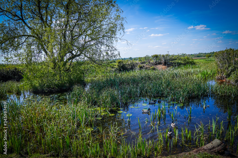 Fototapeta premium lake in the forest