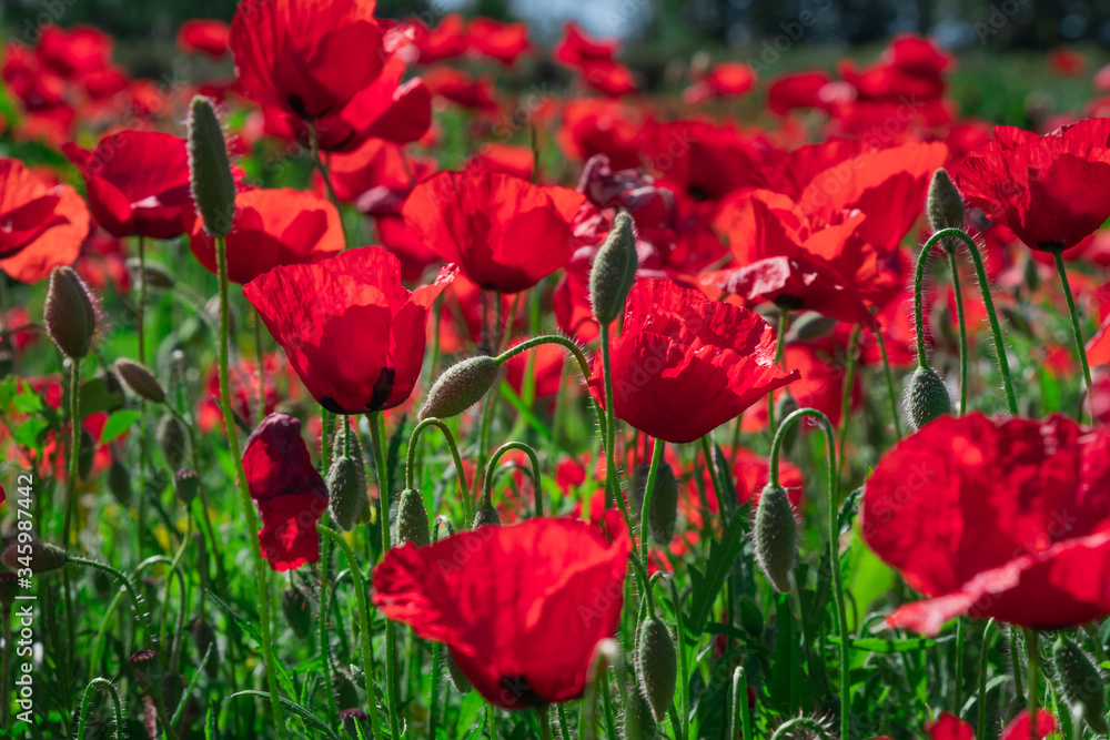 Obraz premium Poppies in a field with green grass in the background with selective focus. view at height. Lonely poppy.