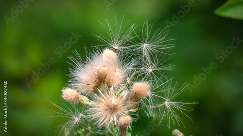 Closeup of dandelion on natural background. Flying dandelion seeds