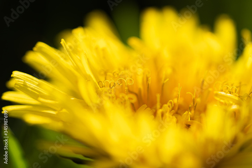 yellow flower closeup  Dandelion 