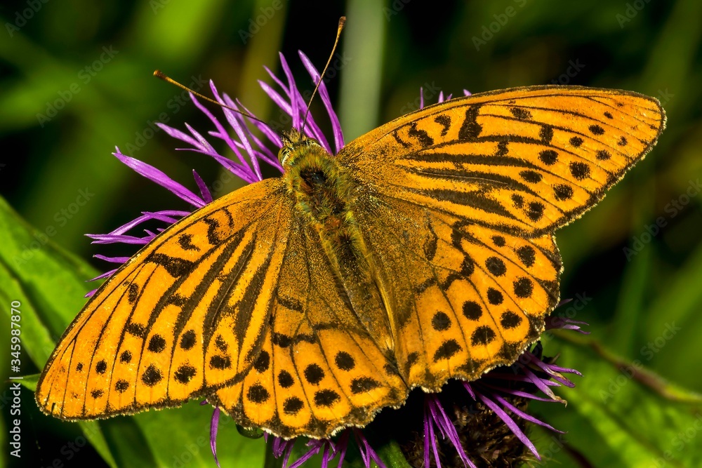 Fototapeta premium Argynnis paphia L. 1758.
