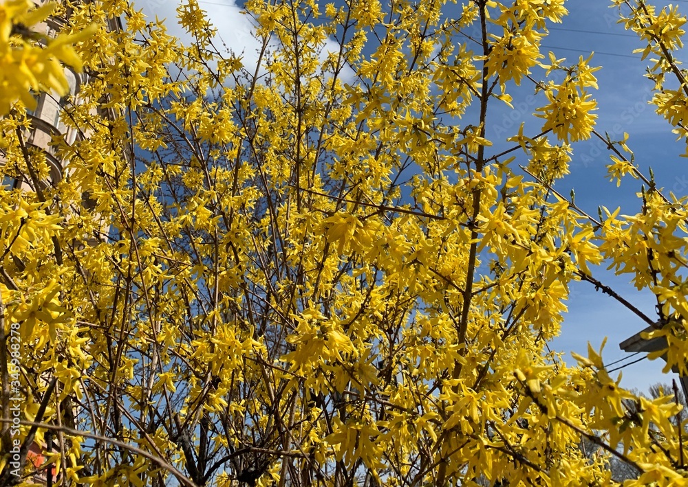 yellow flowers blooming tree yellow flowers blooming tree