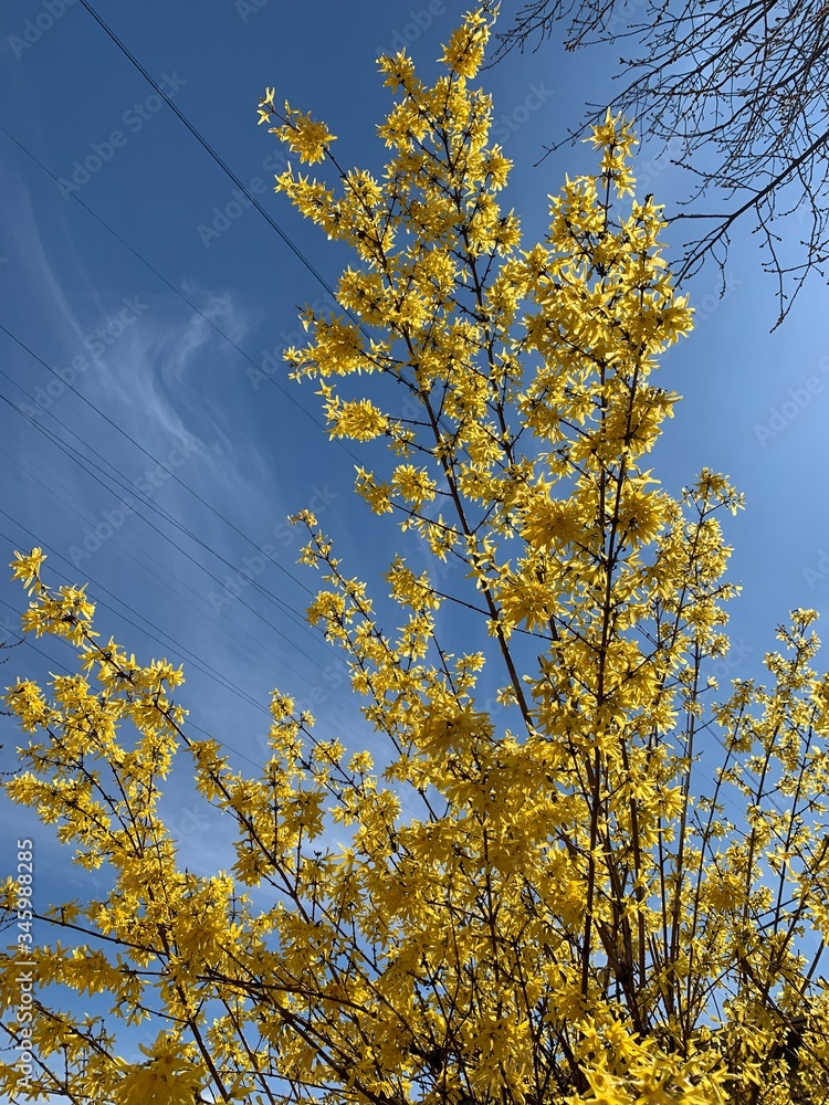 yellow flowers blooming tree yellow flowers blooming tree
