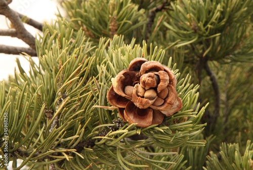 Close-up open Two-Needle Pinyon (Pinus edulis) pine cone with nuts, Utah photo