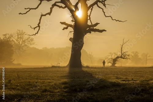 lonely oak tree on the field at sunset