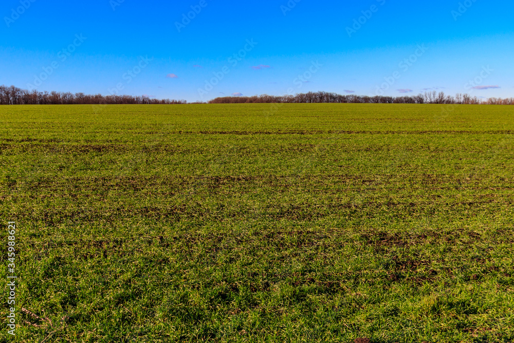 Field of young green wheat at spring