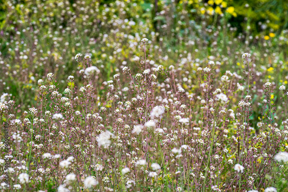 field of flowers field of flowers