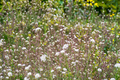 field of flowers