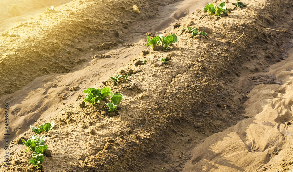 Young sprouts of potatoes make way from under the ground. The beginning of growth on the plantation field. Proper maintenance, fertilizer and watering. Protection against insects and fungal infections Young sprouts of potatoes make way from under the ground. The beginning of growth on the plantation field. Proper maintenance, fertilizer and watering. Protection against insects and fungal infections