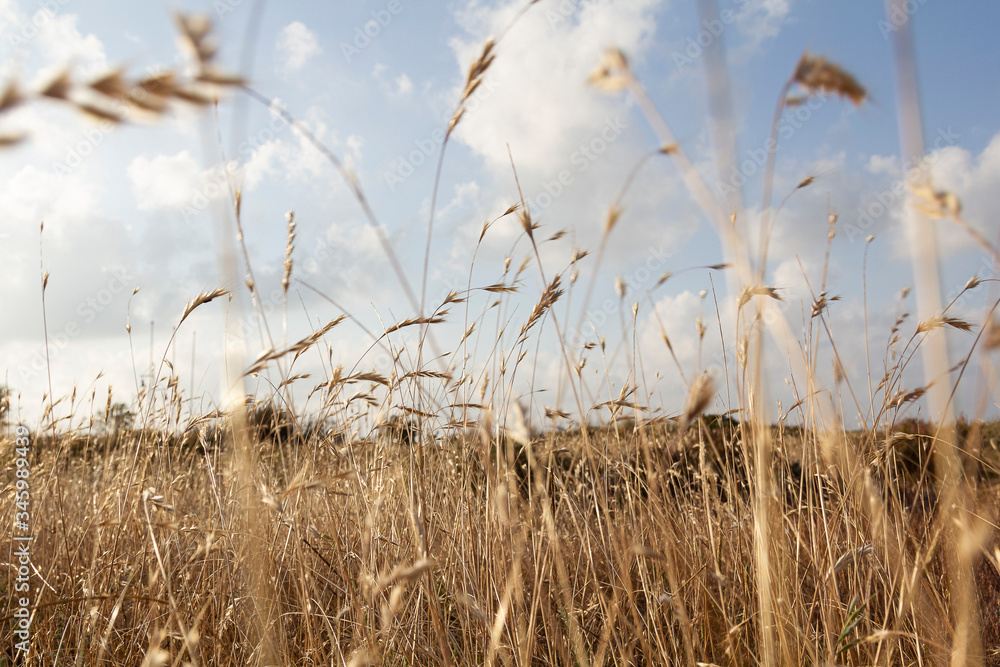 Fototapeta premium Golden spikes at sunset from the ground
