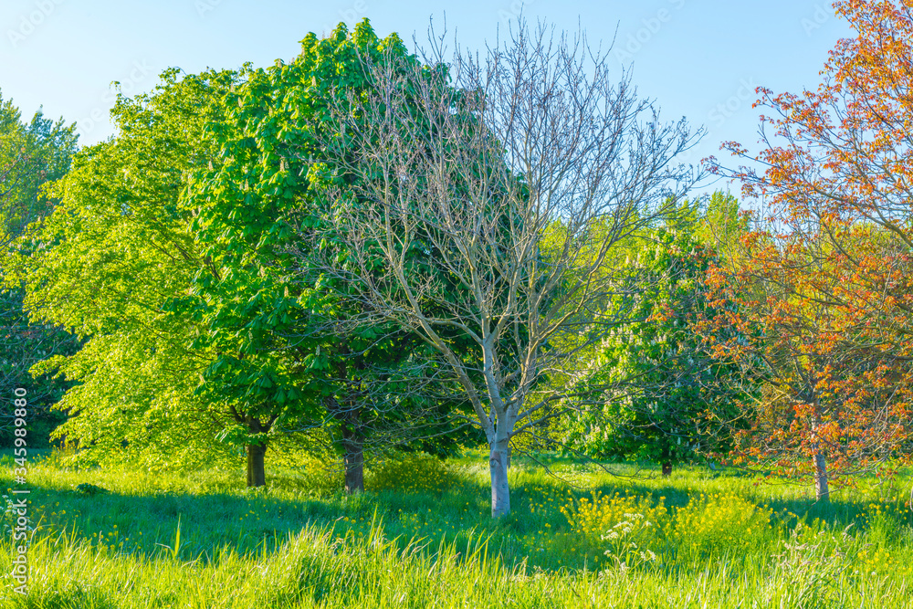Obraz premium Spring is in the air with the lush green foliage of trees in a green pasture in sunlight at sunrise in a spring morning