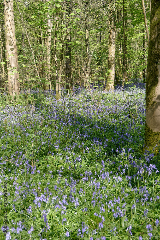 Tapis bleu de jacinthes sauvages en sous bois