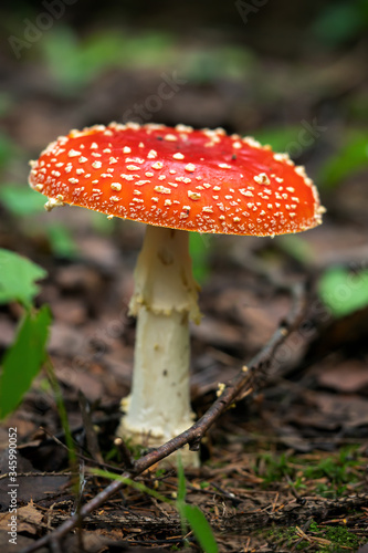 fly agaric mushroom