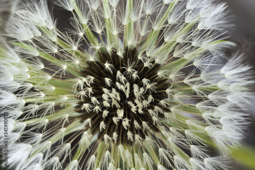 Close up Intact Dandelion Seed Head. blowball, cankerwort, doon-head-clock, Macro. Soft focus photo