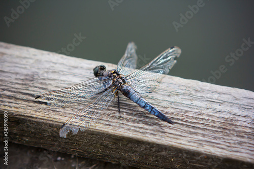 close up of a dragonfly