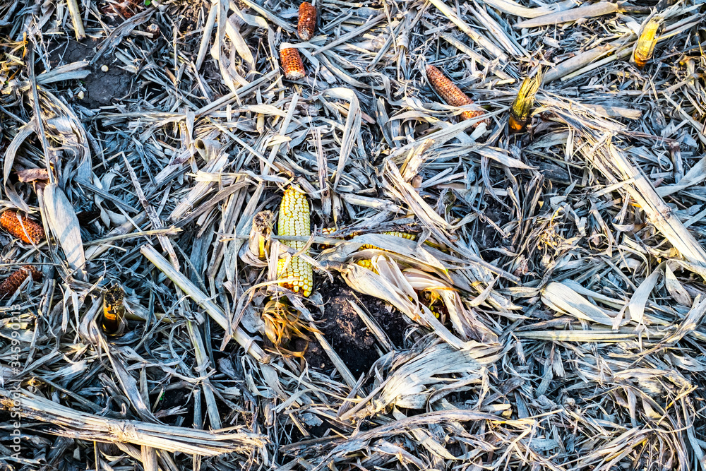 Corn cob on the ground, leftovers for gleaning in harvested cultivated field
