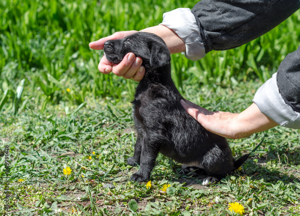 little black mongrel puppy in female hands on a green lawn with dandelions little black mongrel puppy in female hands on a green lawn with dandelions
