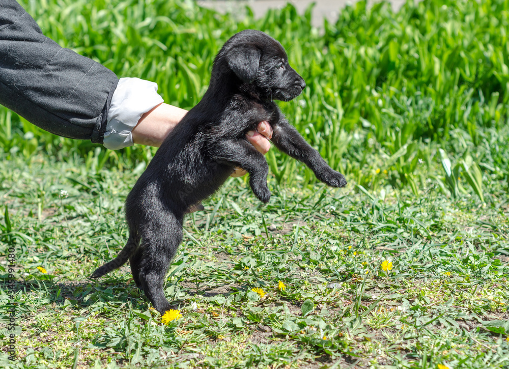 little black mongrel puppy in female hands on a green lawn with dandelions