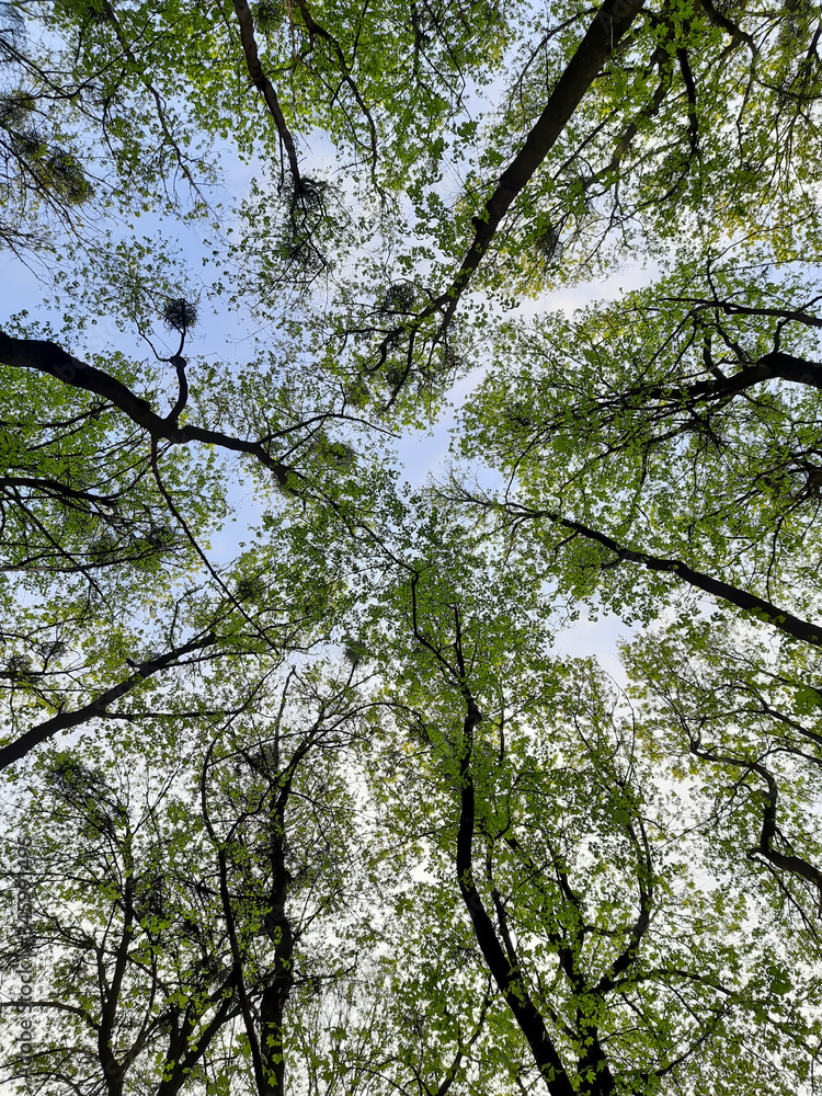 Fototapeta premium Crowns of trees at the top. Green trees.