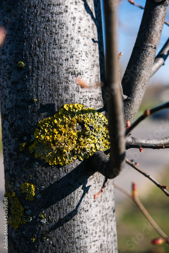 Fungal diseases on a tree trunk in the shape of a heart. Close-up photo