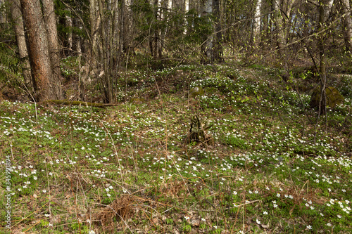snowdrop meadow in the spring forest