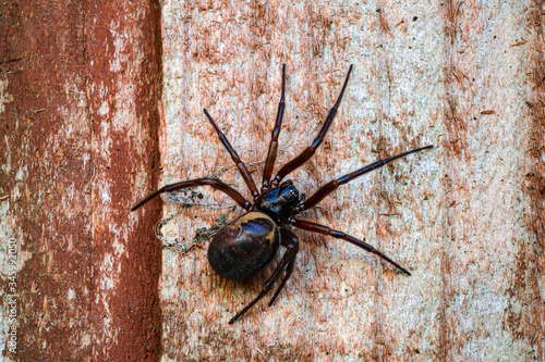 False widow spider, Steatoda nobilis, resting on wooden slats