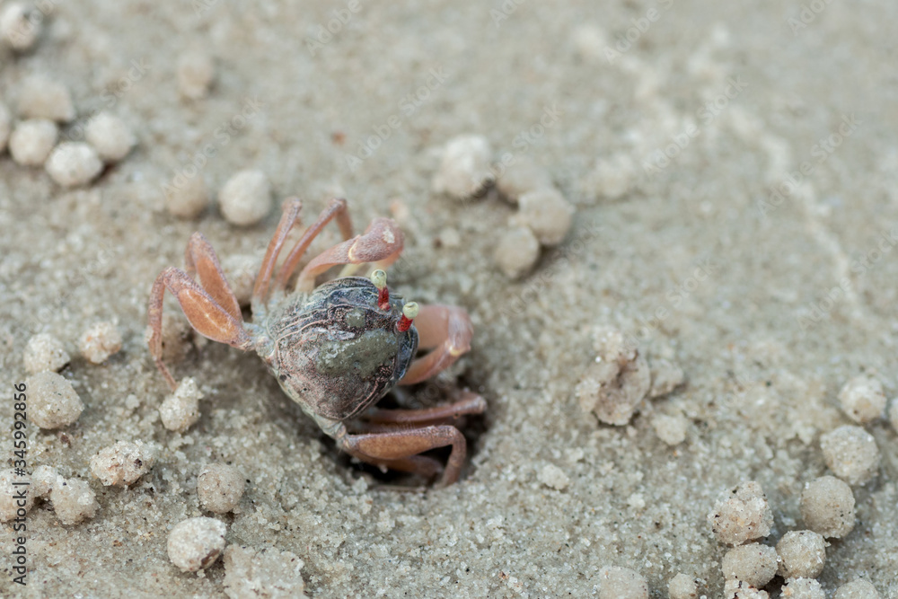 little cute round crab on sand