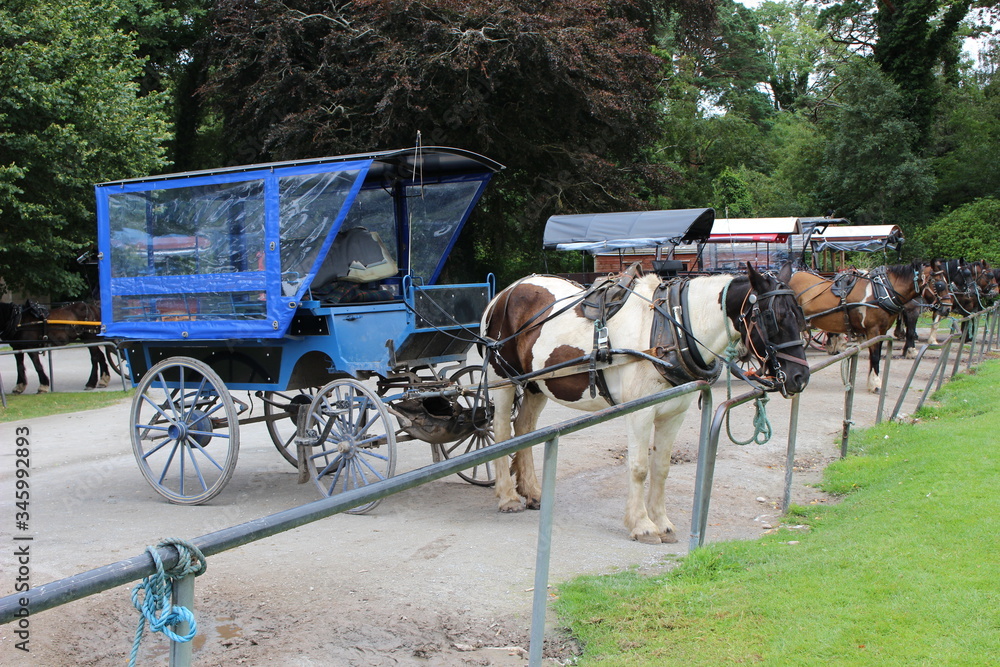 horse and carriage in the park