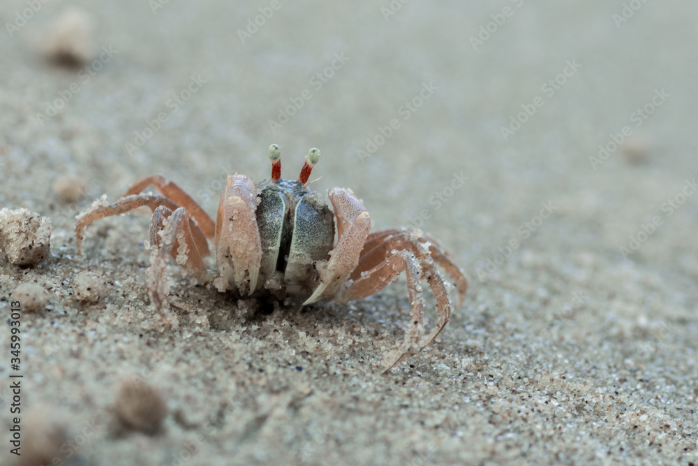 little cute round crab on sand