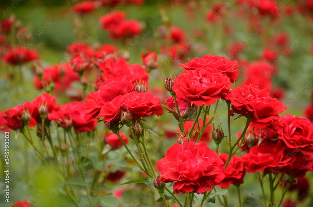 Czerwone róże w ogrodzie