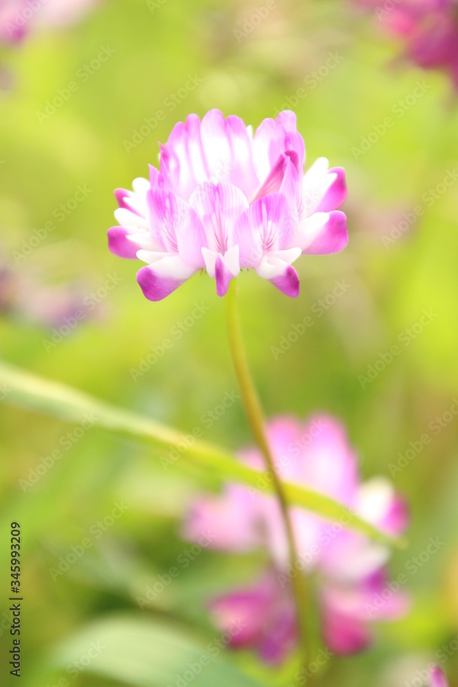 蓮華 蓮華