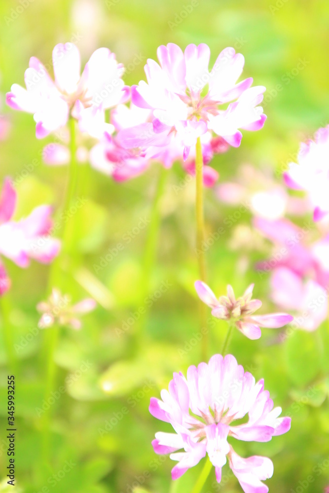 蓮華 蓮華
