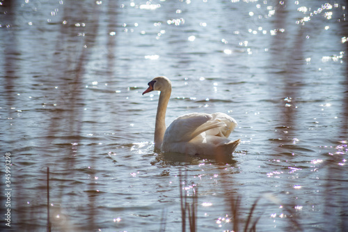 beautiful white swan swims in the lake in early spring in sunny weather  © Tania