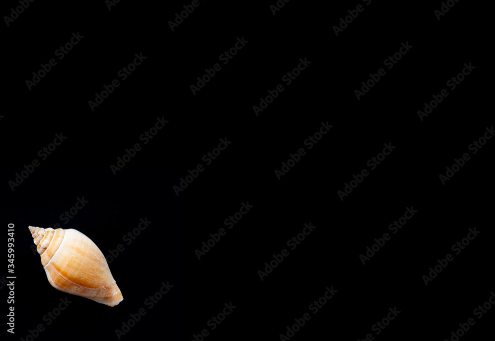 Seashell with black copy space for business marketing, text, graphics or promotional materials for mockups.  Conch shell in lower left corner is a striking design element on a black background.