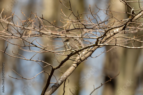 A Eastern Phoebe at Conservation Park,  Wisconsin, USA.