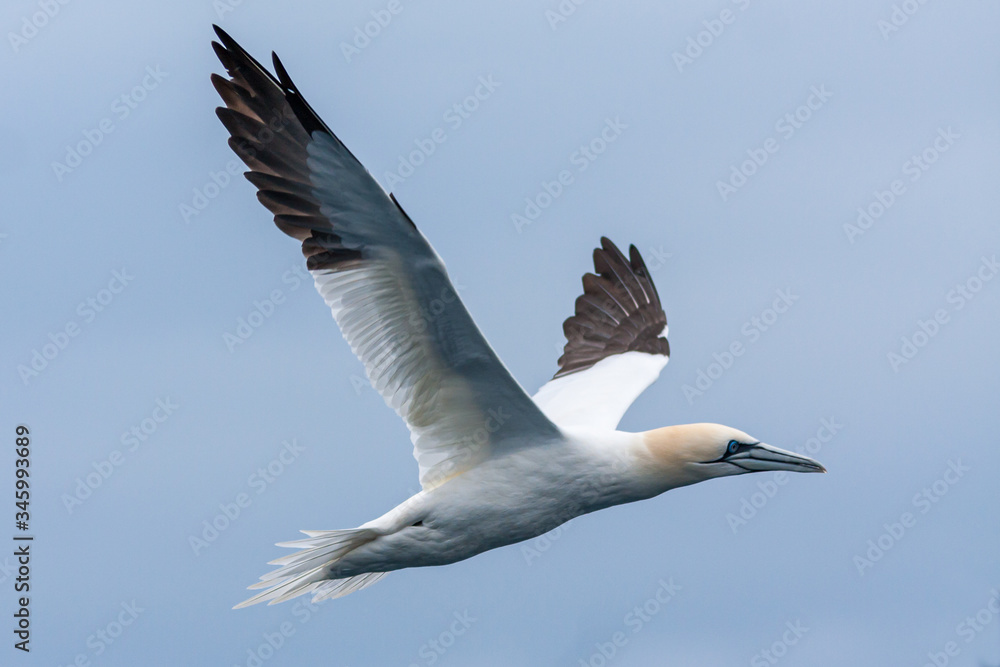 Obraz premium Northern gannet flying over mediterranean sea
