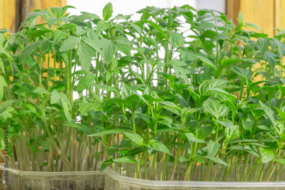 Seedlings of tomatoes in plastic tray. Green sprouts of spring tomato seedlings in plastic tray. Background. Closeup Seedlings of tomatoes in plastic tray. Green sprouts of spring tomato seedlings in plastic tray. Background. Closeup