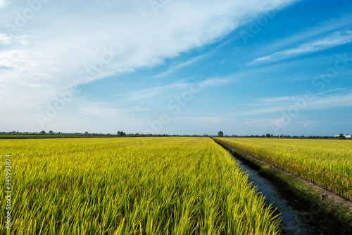 Blue sky and rural Paddy field scenery