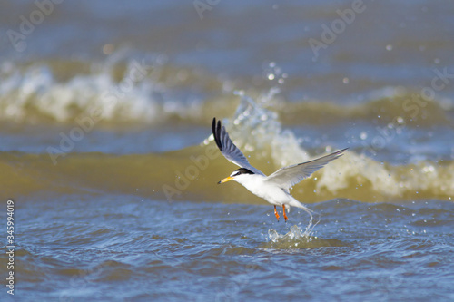 Little tern flying and fishing over mediterranean sea