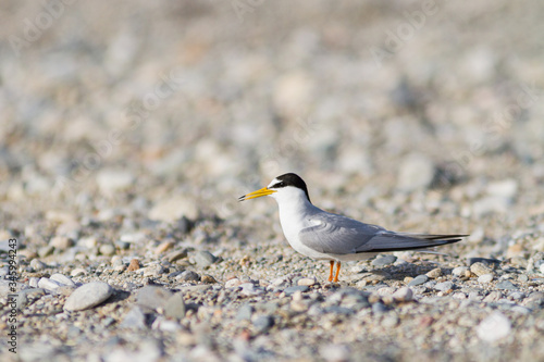 Little tern standing on the shore © ThePP66