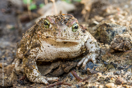 Natterjack toad coverd with mud