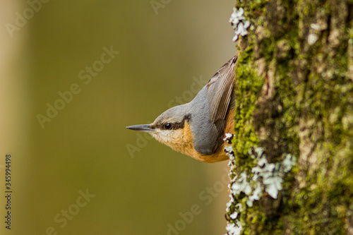 closeup of an Eurasian Nuthatch standing on a tree
