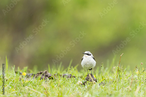 Northern Wheatear standing on a pyrenean meadow under the rain