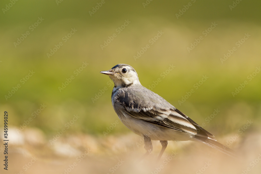 Close up of a white wagtail on the bank of a river Close up of a white wagtail on the bank of a river