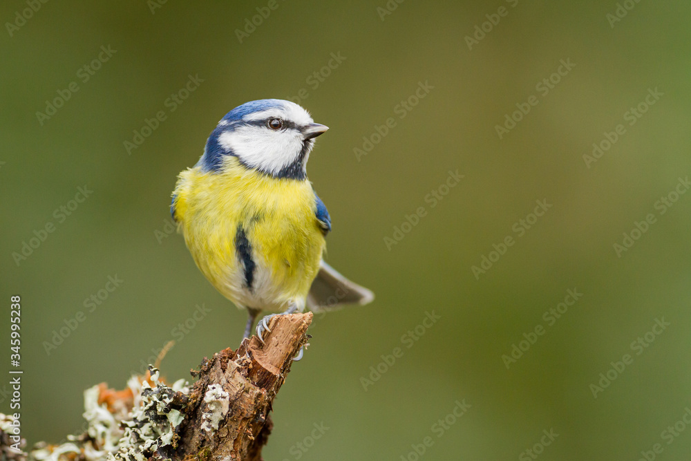 Obraz premium closeup of a Blue tit standing on a tree