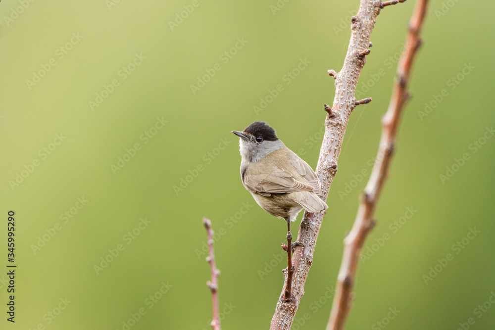 Fototapeta premium Male Eurasion blackcap standing on a branch in a garden