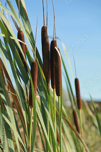 Obraz na plátně Typha latifolia